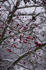 Owoce głogu przysypane śniegiem spoczywają na gałęzi, a w tle widać kolejne krzewy głogu. Zimowa biel podkreśla czerwone jagody i naturalną strukturę roślin. © Adam