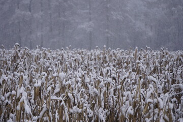 Tall, icy corn stalks stand in a snowy field beneath the forest. Winter snow covers the plants, while the dark tree line behind them highlights the frosty atmosphere.