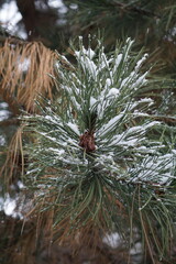 Długa gałąź sosny pokryta śniegiem, z widocznymi igłami i szyszką. Zimowa sceneria podkreśla naturalne detale i spok&oacute;j leśnego krajobrazu.