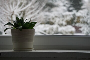A flower in a pot inside the house, with a cold, snowy winter landscape outside. The contrast between the warm interior and harsh winter highlights a cozy atmosphere.
