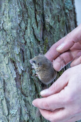 Person holding small garden dormouse on tree bark in Kubochna, Slovakia