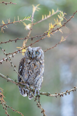 Eurasian scops owl perched on bare branch in Kubochna