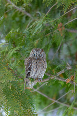 Little owl perched on conifer branch in winter forest