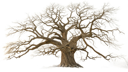 Leafless Winter Tree &ndash; Bare Branch Old Tree Silhouette