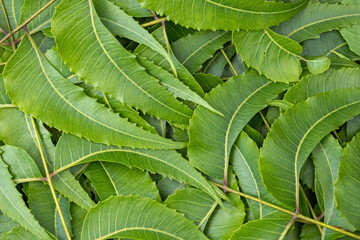 Vibrant, close-up texture background of fresh, green Neem leaves (Azadirachta indica), also known...
