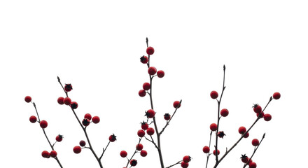 Christmas red berries on bare branches on a transparent background PNG image for winter decoration PNG file