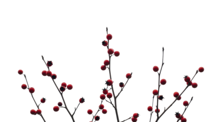 Christmas red berries on bare branches on a transparent background PNG image for winter decoration PNG file