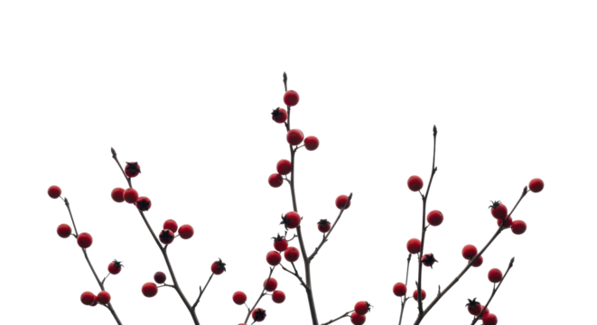 Christmas red berries on bare branches on a transparent background PNG image for winter decoration PNG file