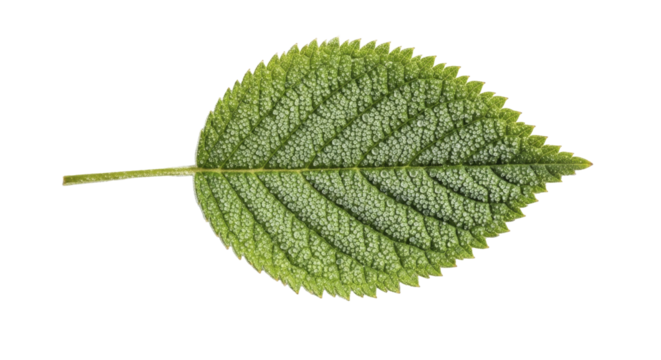 Frosted green leaf on a transparent background, winter nature close-up PNG image, seasonal foliage PNG file