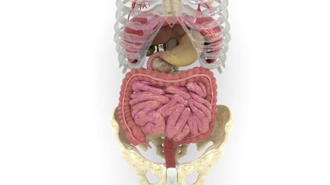 adult human digestive system animation