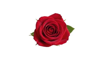 Festive Red Rose with Water Drops for Christmas on a Transparent Background PNG image PNG file