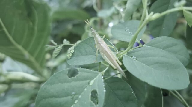 Slender green insect camouflaged on lush green leaves with dew drops, a stunning example of nature's blend and intricate wildlife