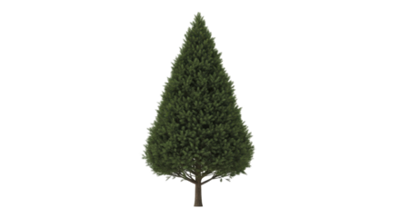 Lush green Christmas tree on a transparent background PNG file festive winter evergreen conifer plant