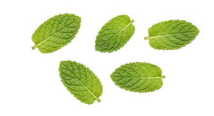 Fresh green mint leaves isolated PNG, aromatic herb for culinary use and natural medicine on transparent background