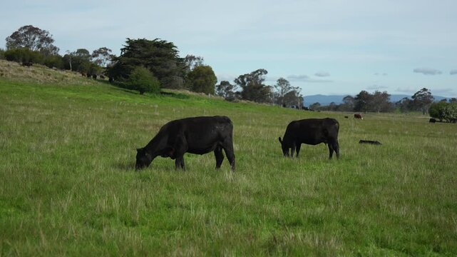 Close up of a black cow grazing on pasture in a field on a farm with the sun setting below	
