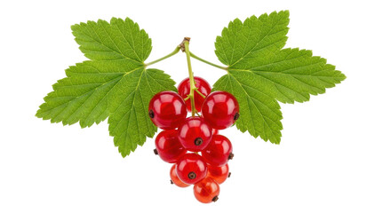 Red currant berries with green leaves isolated PNG, fresh juicy fruit on transparent background for healthy eating and summer designs