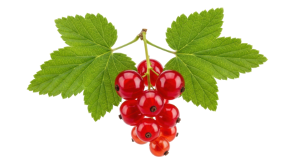 Red currant berries with green leaves isolated PNG, fresh juicy fruit on transparent background for healthy eating and summer designs