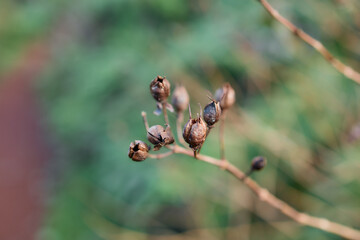Dry branch with buds and soft background blur, Flores Island, Azores