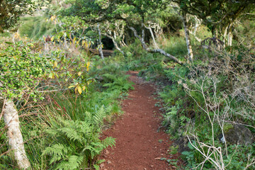 Forest trail through lush green jungle on Flores Island, Azores, Portugal