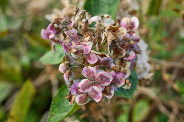 Wild pink tropical flowers growing in humid forest, Flores Island, Azores