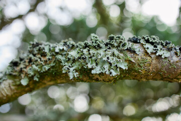 Moss and lichens covering forest branch in humid jungle, Flores Island, Azores