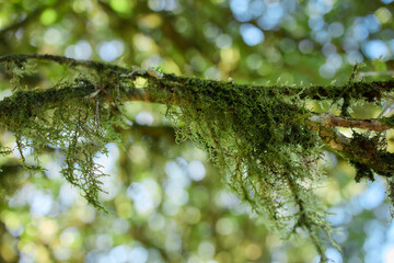 Green moss hanging from tree branch in tropical forest, Flores Island, Azores