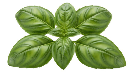 Fresh green basil leaves isolated PNG, aromatic herb for Italian cuisine and culinary use on transparent background