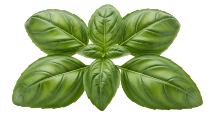 Fresh green basil leaves isolated PNG, aromatic herb for Italian cuisine and culinary use on transparent background