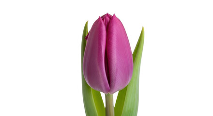 Elegant purple tulip flower isolated PNG, spring blossom on transparent background for graphic design and botanical projects