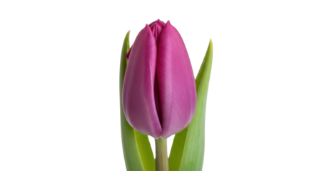 Elegant purple tulip flower isolated PNG, spring blossom on transparent background for graphic design and botanical projects