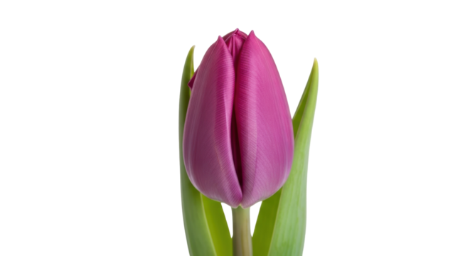 Elegant purple tulip flower isolated PNG, spring blossom on transparent background for graphic design and botanical projects - Powered by Adobe
