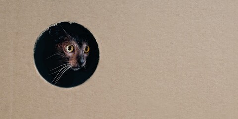 Funny Lykoi cat looking curious through a hole in a cardboard box. Panoramic image with copy space.	