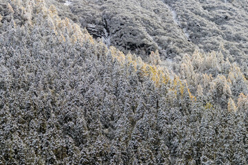 Snowy forest with golden larch light creating peaceful winter mood at Bipenggou, China.