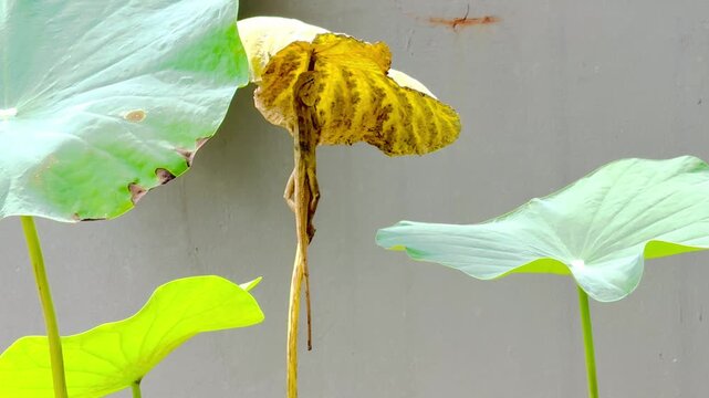 Oriental garden lizard on lotus leaf