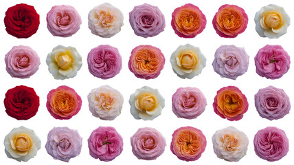 Collection of small delicate rosebuds in various pastel colors arranged in rows isolated on transparent background