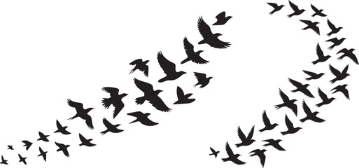Silhouette of a flock of birds flying in a curved formation against white sky