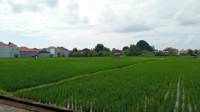 rural landscape with village