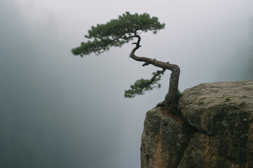 Lone pine tree growing on the edge of a cliff in misty weather, symbolizing resilience, strength, and solitude in nature