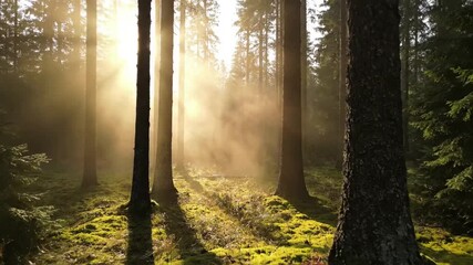 Close up of dew kissed moss and fallen leaves on the forest floor, gently touched by diffused morning sunlight filtering through the canopy Focusing on the intricate details and subtle colors of?