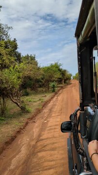 Serene african safari exploration group three gaze peaceful savanna huge mammal spotted driving pickup jeep offroad dirt road path track dust remote lush jungle national park sri lanka ceylon travel