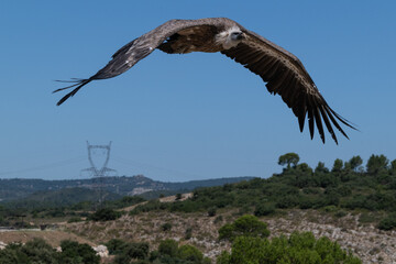 Un vautour lors d'un spectacle de rapace