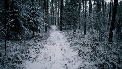 A serene path winds through a snow-laden forest in winter, capturing the stillness of nature in...
