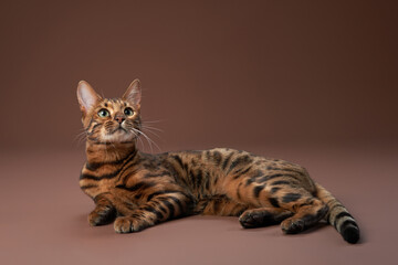 A Bengal cat lies down and gazes upward, appearing curious. Its patterned coat stands out against the soft brown background.