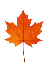 Fototapeta premium Autumnal Maple Leaf Art: Golden Hues and Seasonal Beauty - A Detailed Close-Up of a Vibrant Orange Maple Leaf, Symbolizing Fall, Nature's Art, and the Transience of Seasons 200