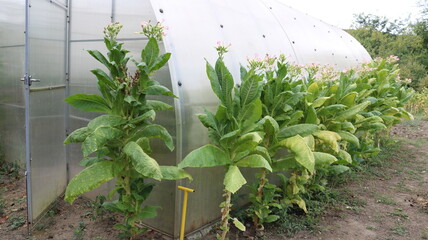 Tall tobacco bushes with cut lower leaves and tops in pink bloom against the background of a polycarbonate greenhouse, garden cultivation of tobacco plants during the flowering period