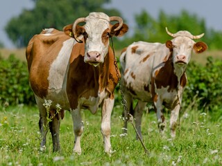 Cows grazing in a summer meadow.