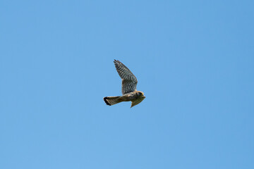 Common Kestrel Flying