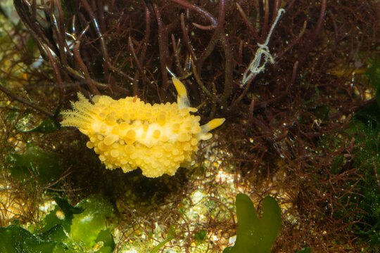 Doris citron avec son panache de branchies buissonnantes, ses tubercules et ses rhinophores lamell&eacute;s d&eacute;ploy&eacute;s. Mollusque Nudibranche, Doris pseudoargus