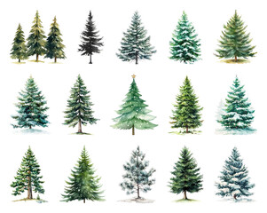 Obraz premium Diverse evergreen trees illustration.