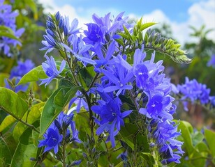 ペトレア ヴォルビリス